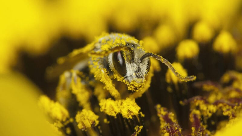 Pollination services for beekeepers