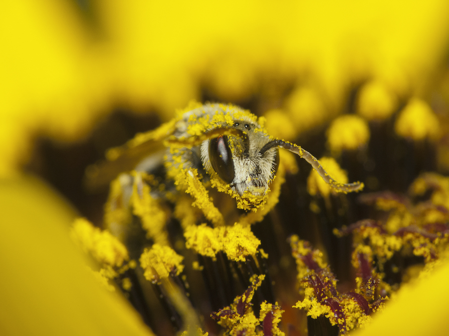 Pollination services for beekeepers
