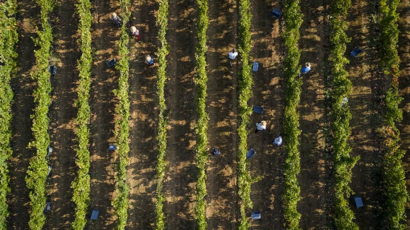 Fruit Picking: a changed industry