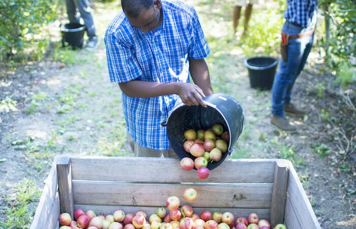 Labour shortage in fruit and vegie industry worsens