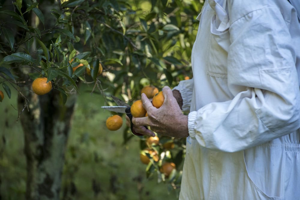 Fruit picking is changing with foreign workers not allowed into Australia