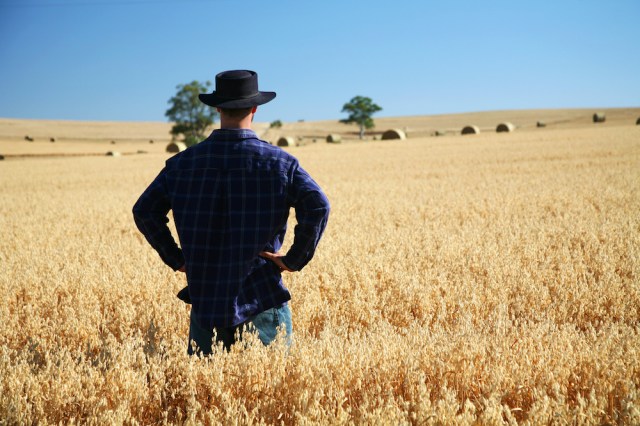 Farmer in a paddock