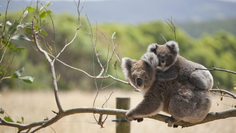 Koala policy (SEPP) can be tough on farmers