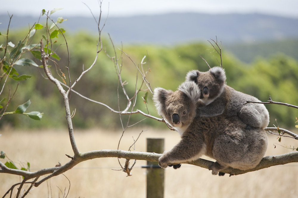 Koala policy (SEPP) can be tough on farmers