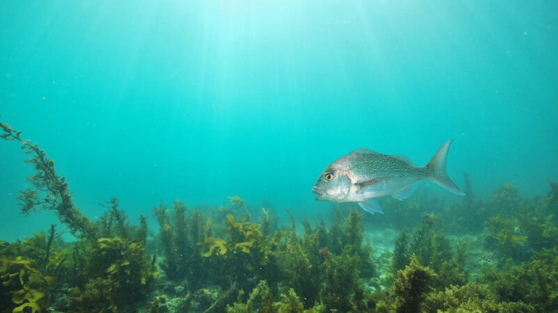 $10,000,000 seaweed industry by 2025