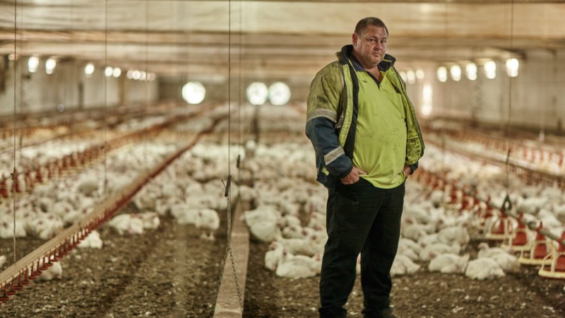 Poultry returns: a family’s livelihood decimated