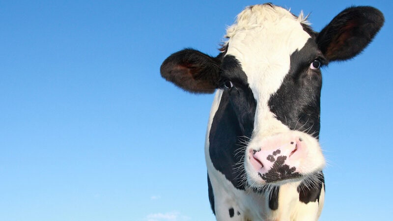 Dairy recovery might be on the cards