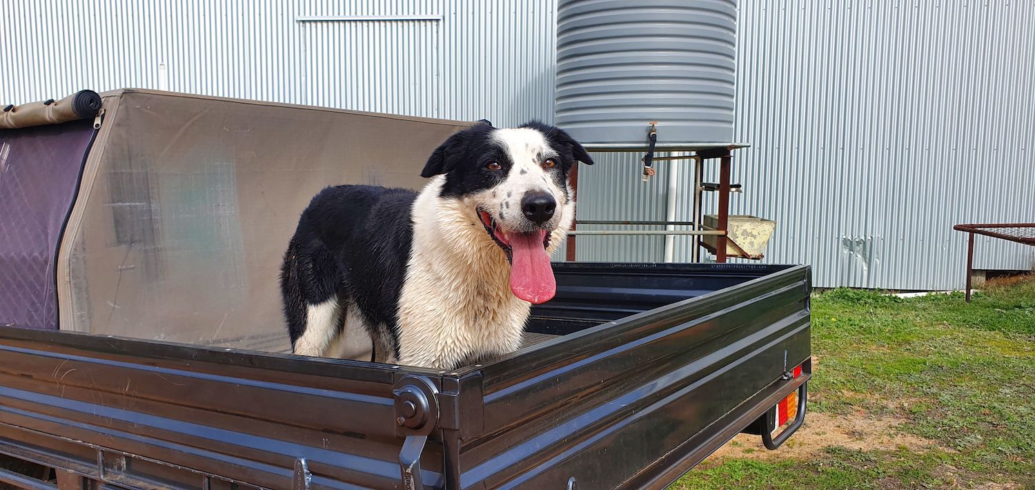 Hard-working farm dogs in the running