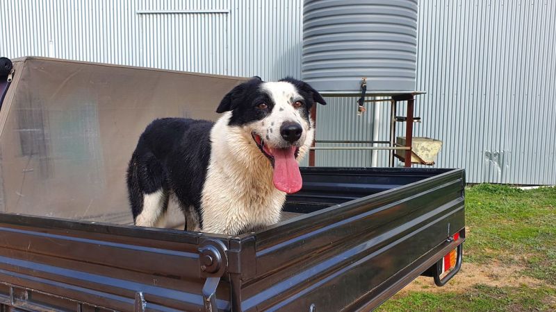 Hard-working farm dogs in the running