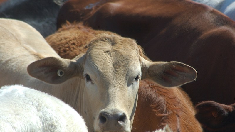 NSW Farmers unconvinced on cattle restructure