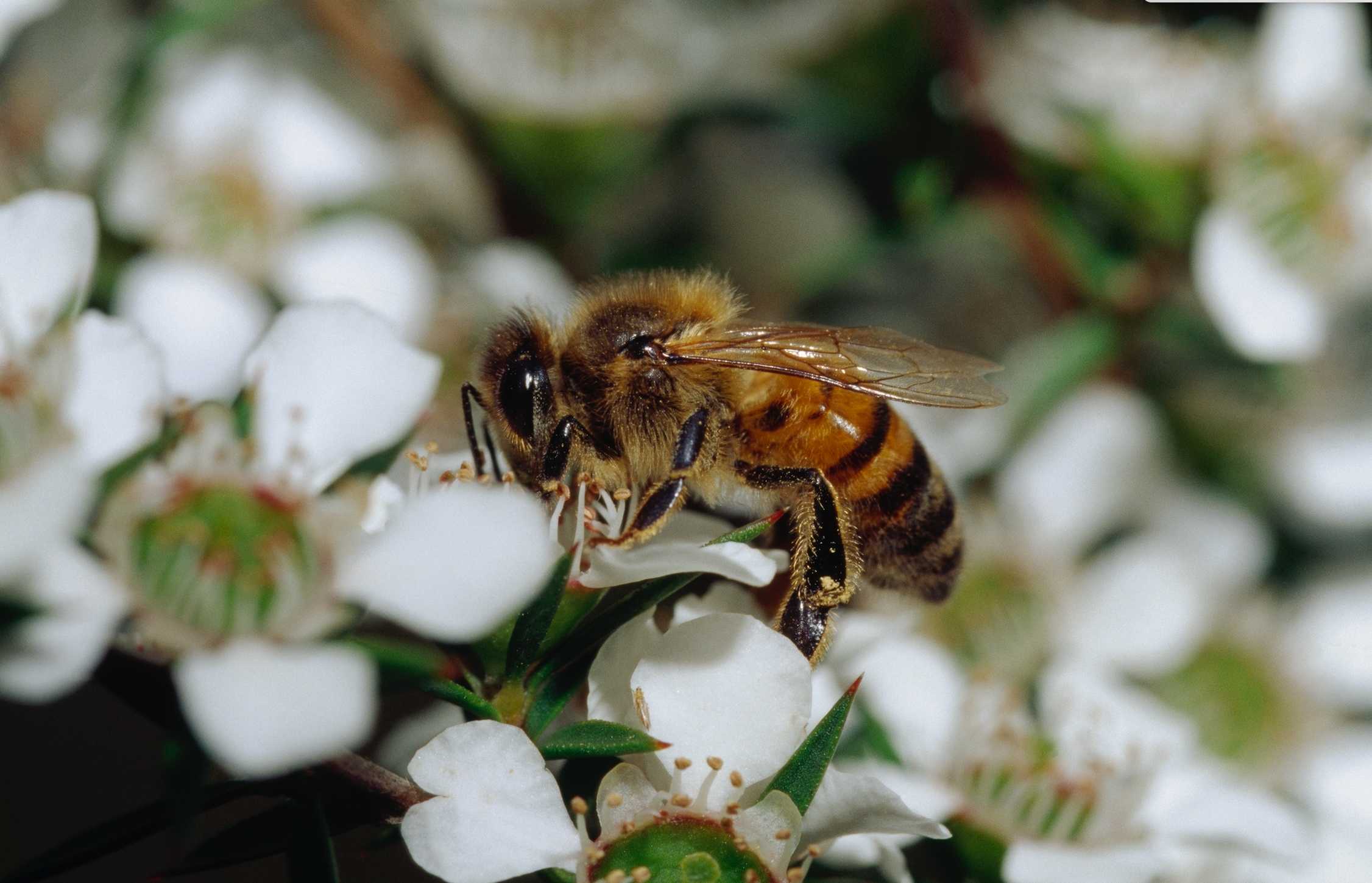 Manuka honey industry needs room to grow
