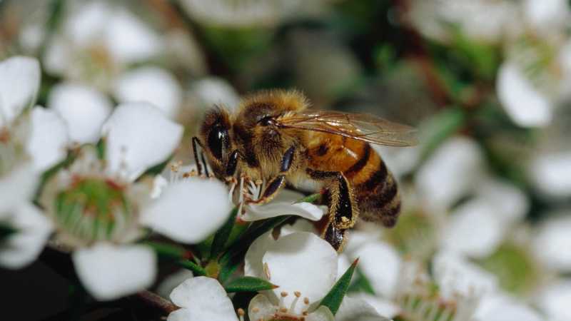 Manuka honey industry needs room to grow