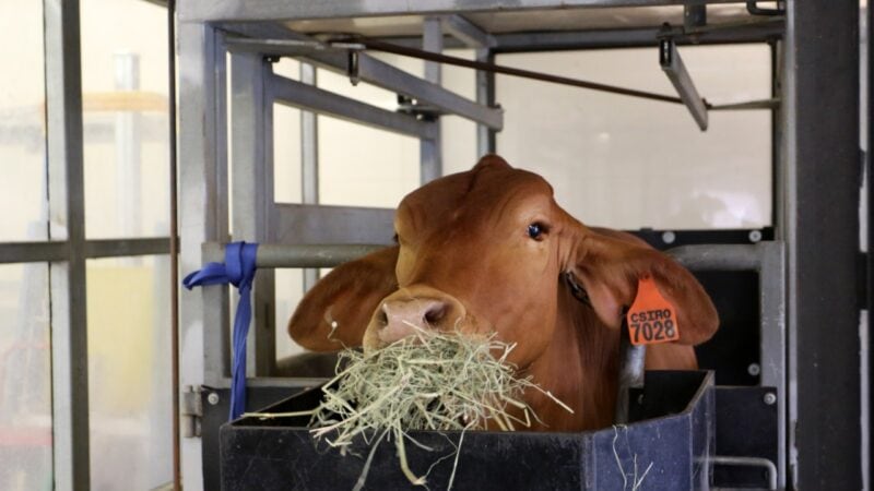 Seaweed to reduce methane emissions