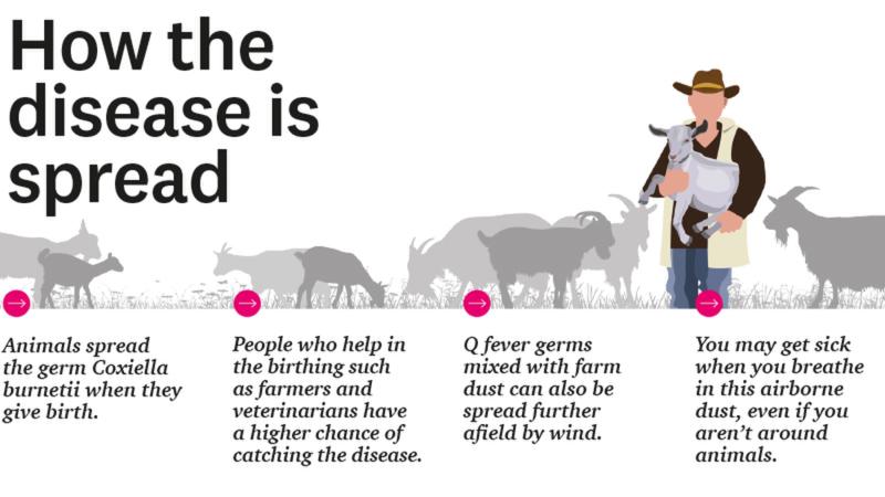 New Q Fever vaccine trial begins – The Farmer magazine