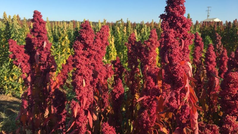 Australian quinoa eyes the big league