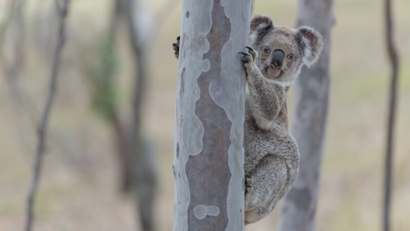 Koala SEPP sensibly amended