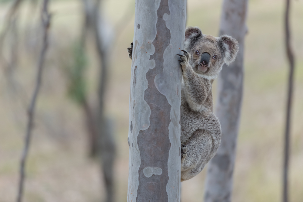 Koala SEPP sensibly amended
