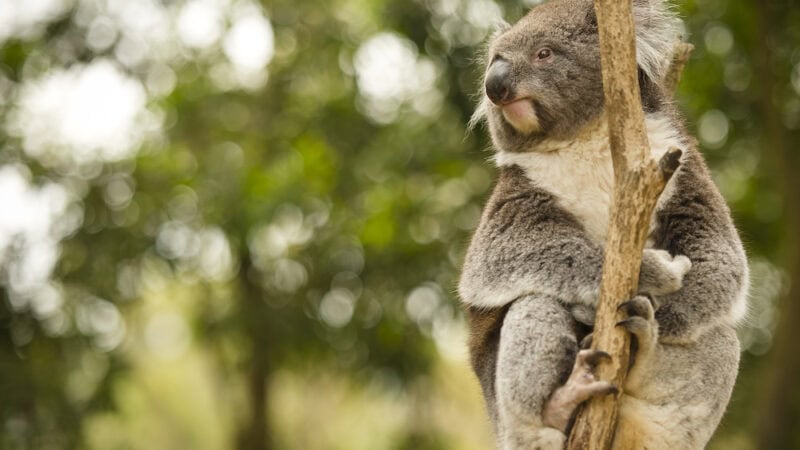 Koala tensions continue to simmer