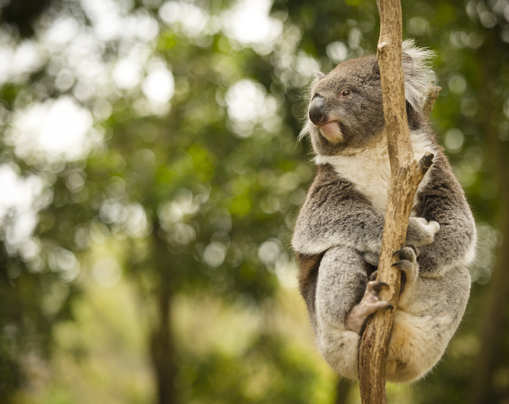 Farmers and koala conservation