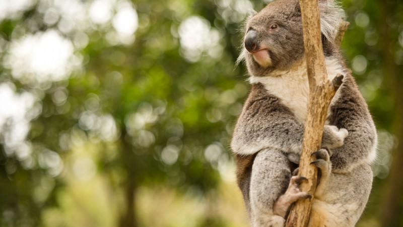 Koala tensions continue to simmer