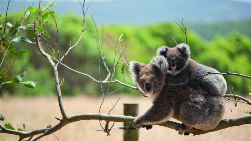 New koala management policy hotly debated