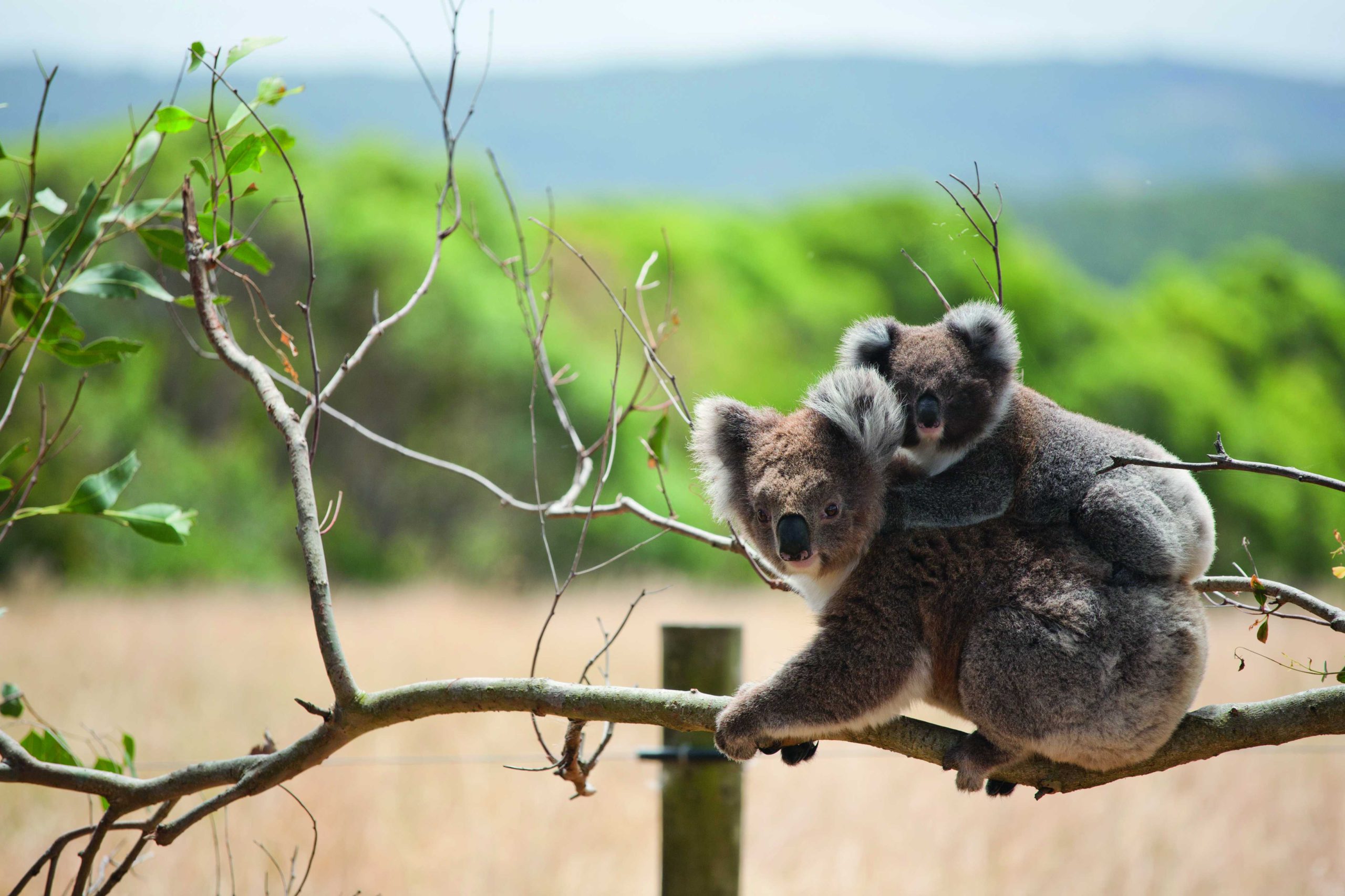 New koala management policy hotly debated