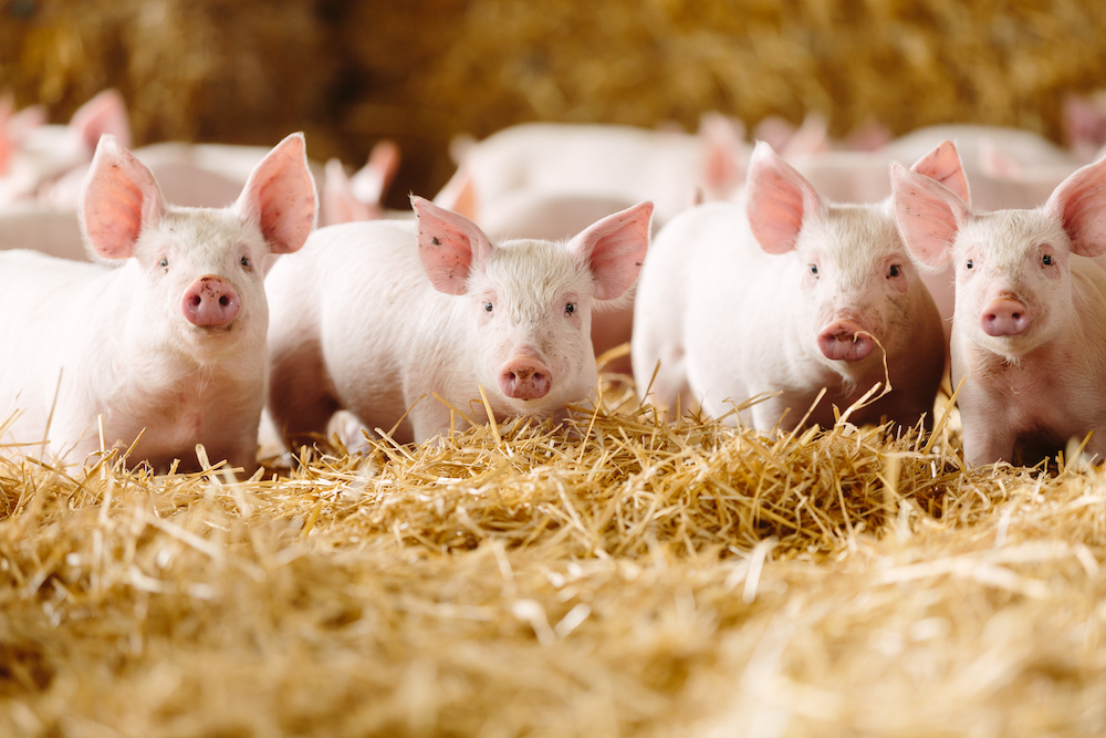 The pork plan: our preferred protein?