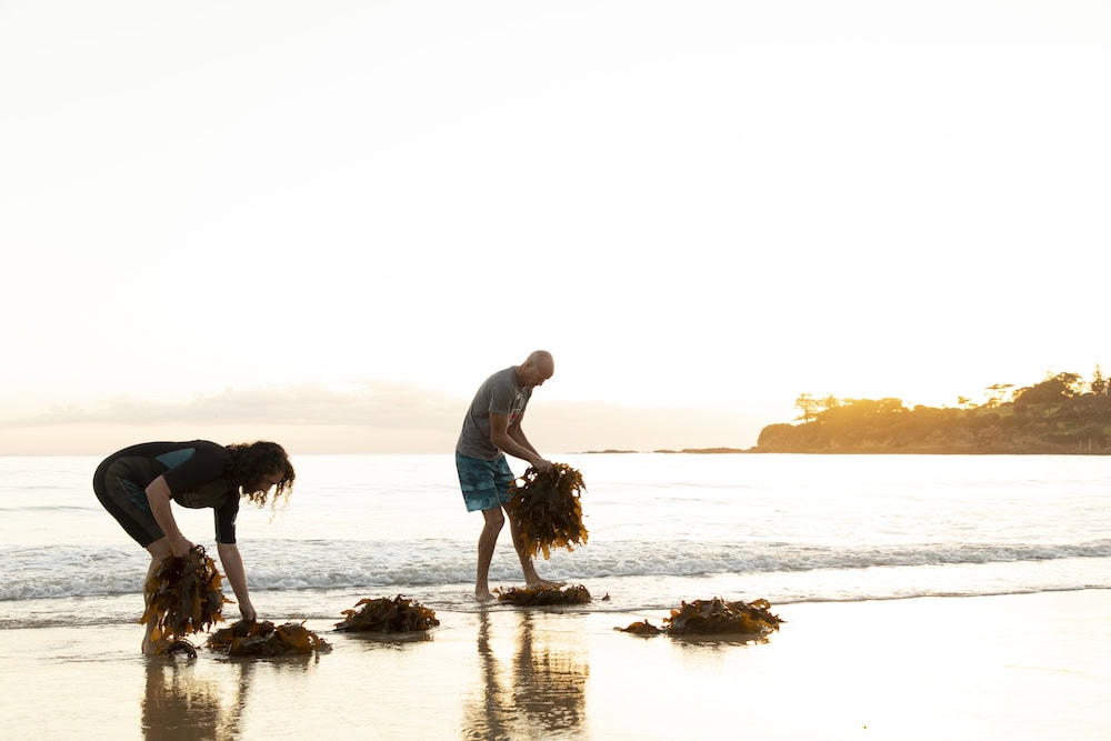 Australian seaweed industry set to boom