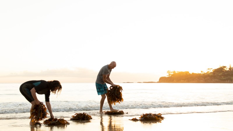 Australian seaweed industry set to boom