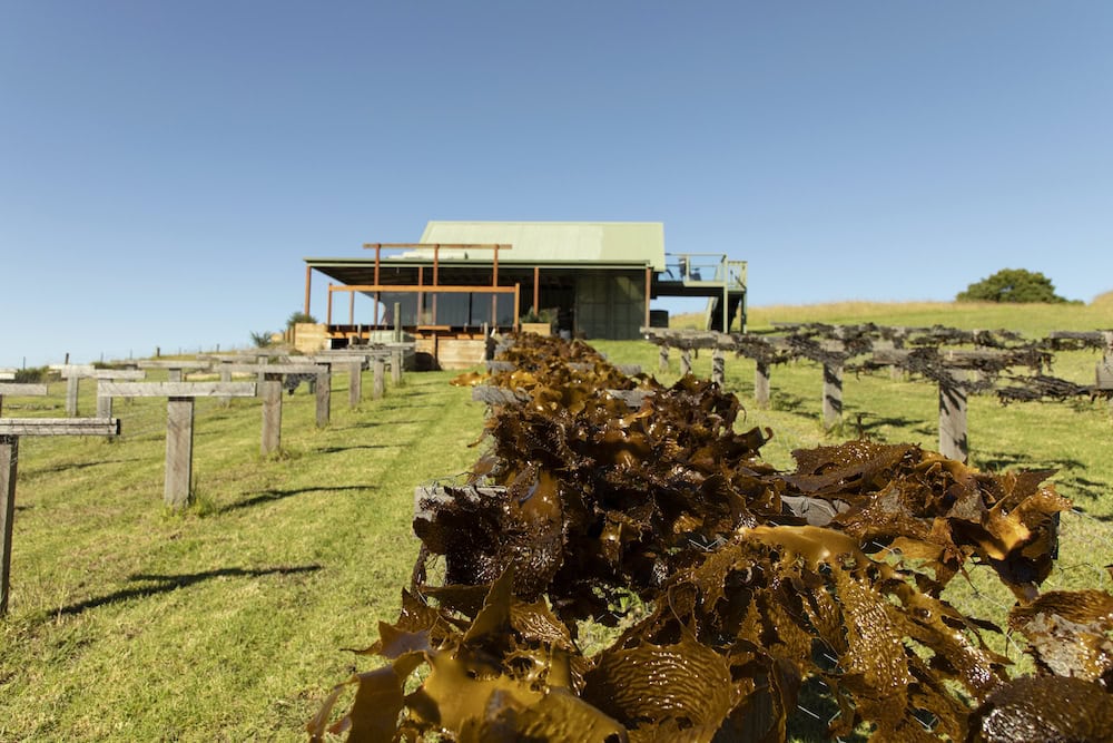 Australian seaweed industry set to be a billion dollar industry
