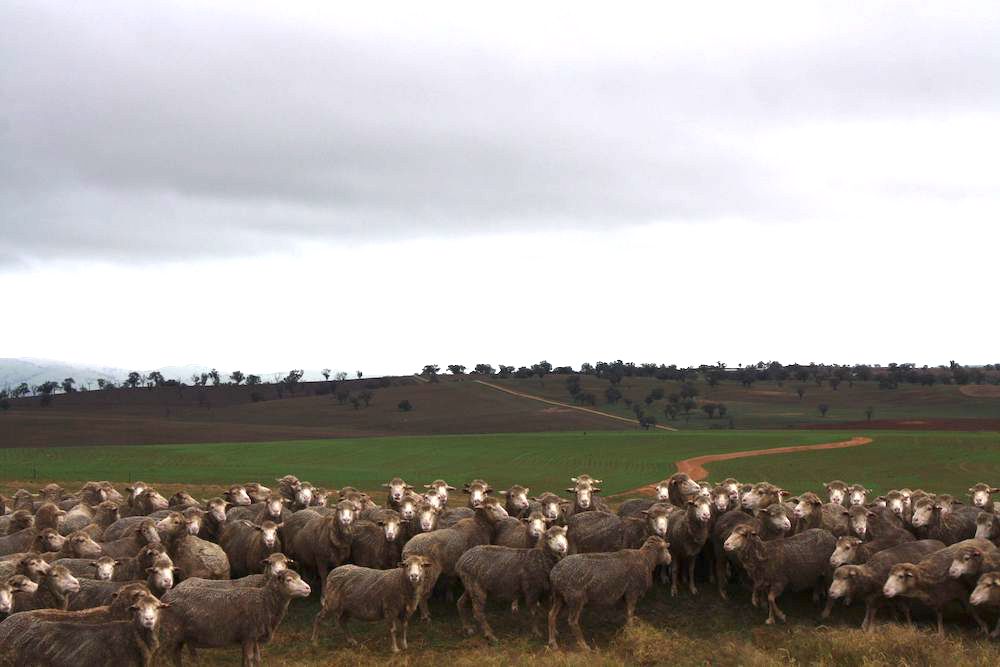 The wool industry: what’s on the horizon?