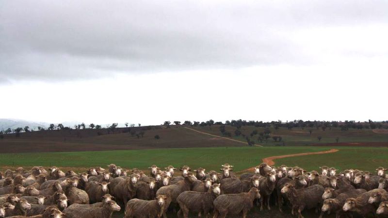 The wool industry: what’s on the horizon?
