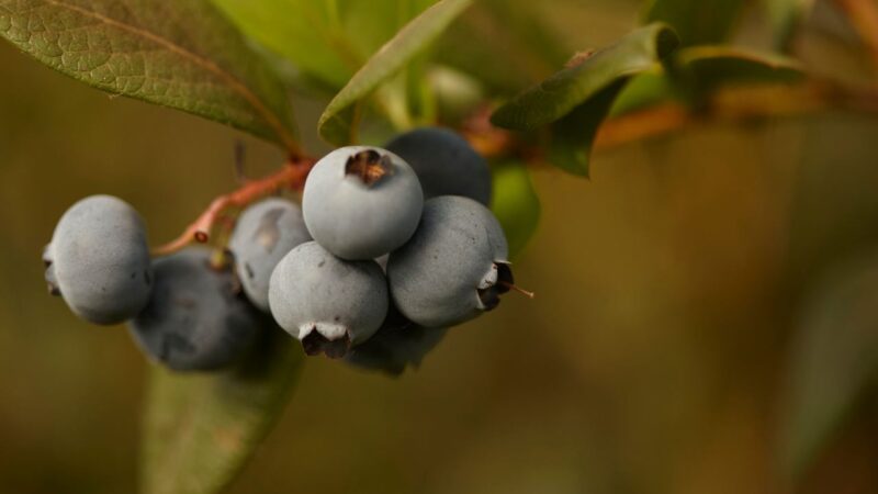 Blueberry pickers urgently needed