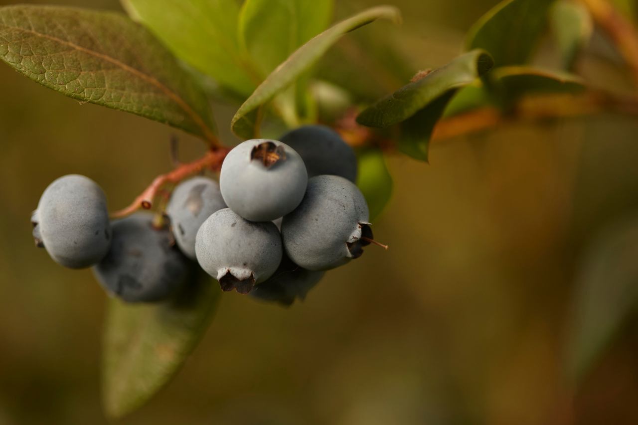 Blueberry pickers urgently needed