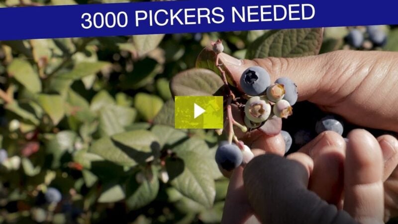 NSW Farmers President James Jackson says the time is right for blueberry pickers