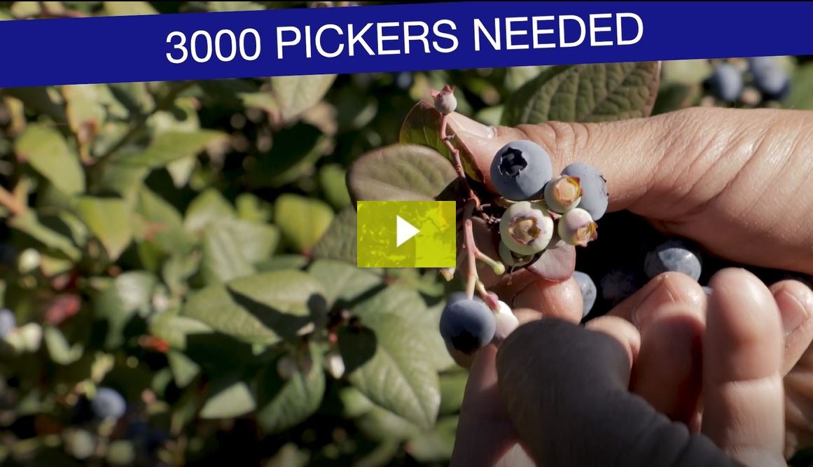 NSW Farmers President James Jackson says the time is right for blueberry pickers