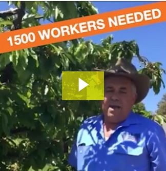 NSW Farmers Horticulture Committee Chair Guy Gaeta discusses current labour shortages