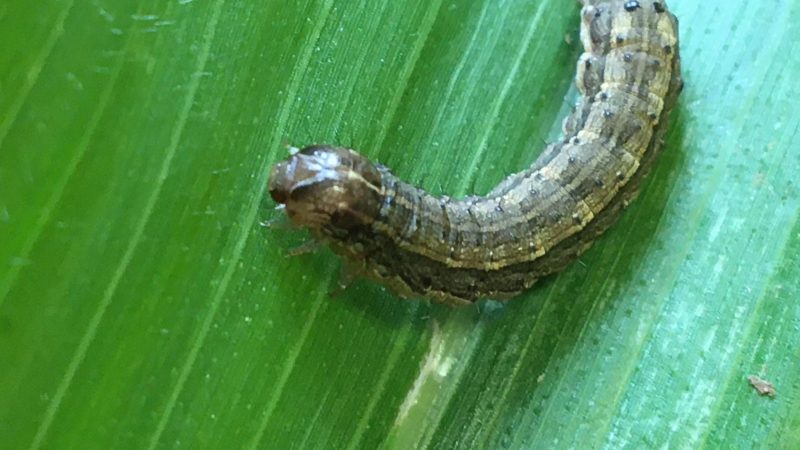 Fall armyworm is coming, so be prepared