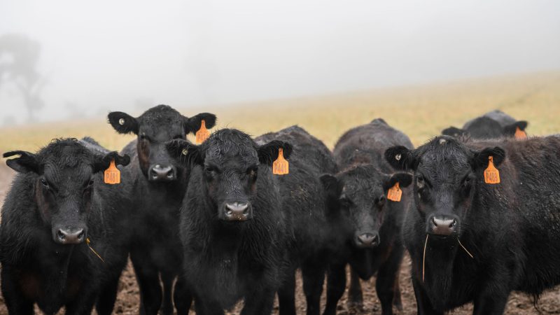 Livestock producers eye carbon neutrality