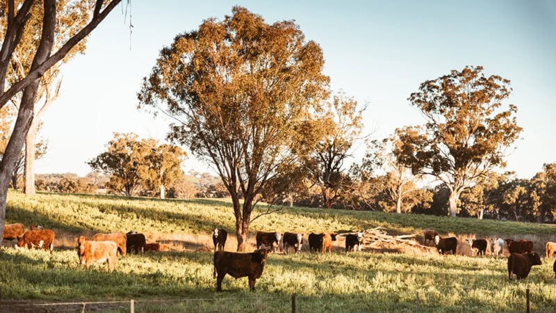 Tailored cover for Aussie farmers