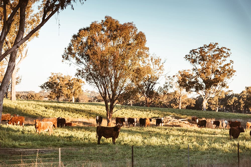 Tailored cover for Aussie farmers