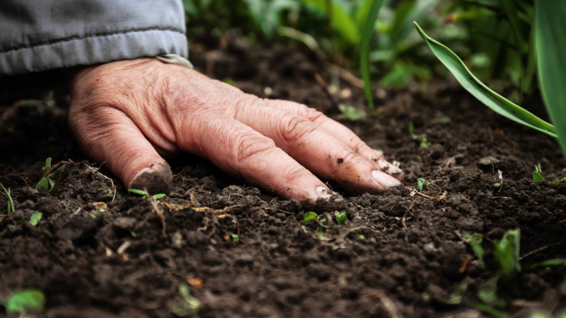 Soil health – regeneration & renewal
