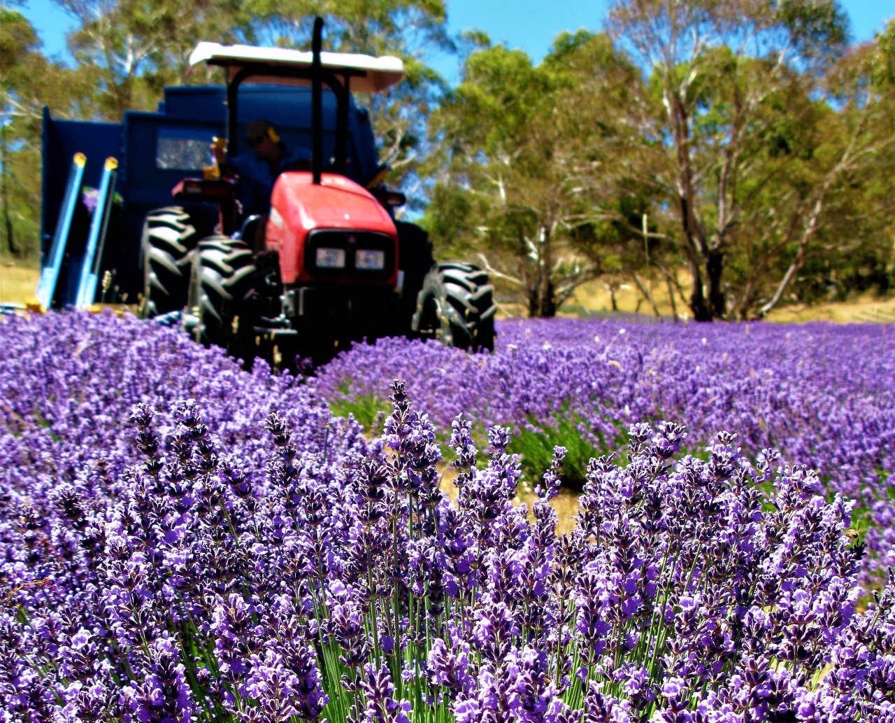 Australia's lavender industry is booming