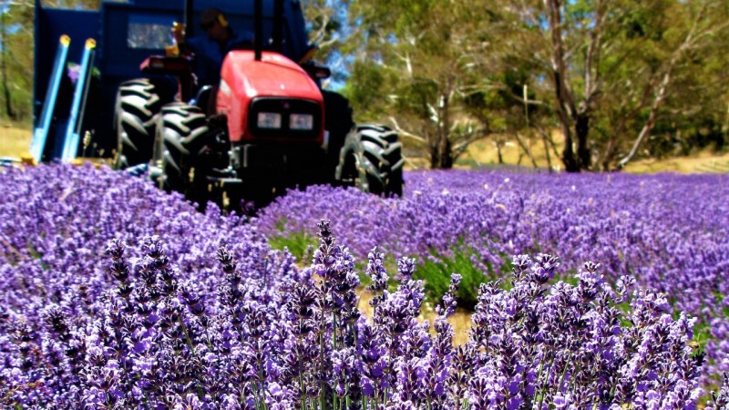 Australia’s lavender industry is booming