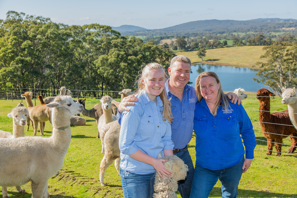 Herd the news? Australian alpaca numbers near 400,000 after baby boom, Rural Australia