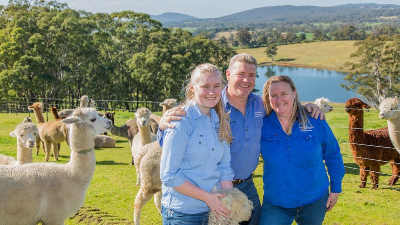 An alpaca business and a fairytale lifestyle