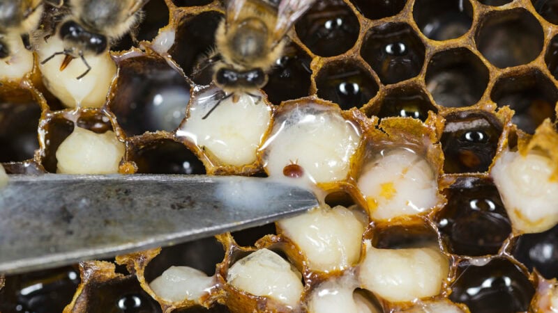 Varroa mite  – the great enemy of bees