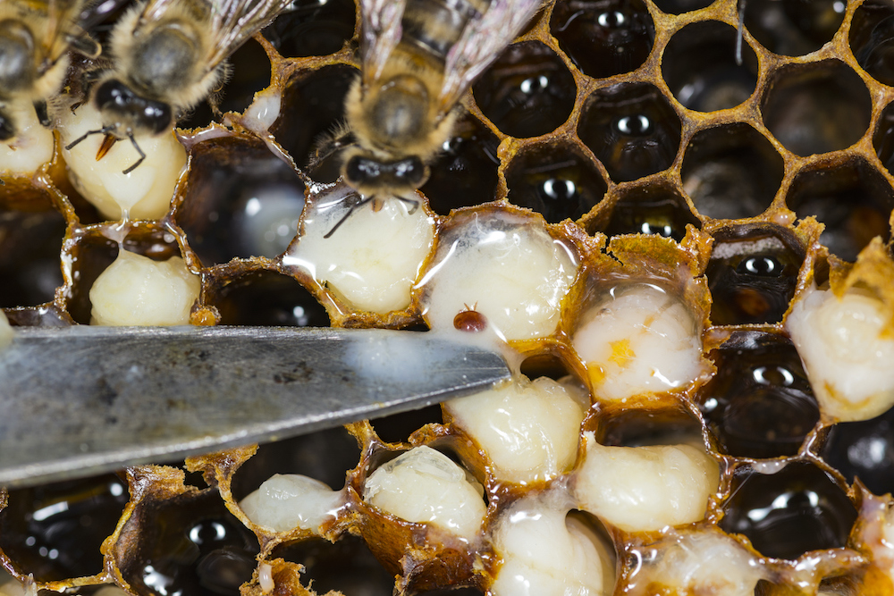 Varroa mite  – the great enemy of bees