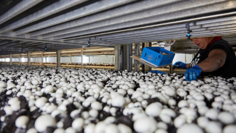 NSW’s mushroom industry continues to grow