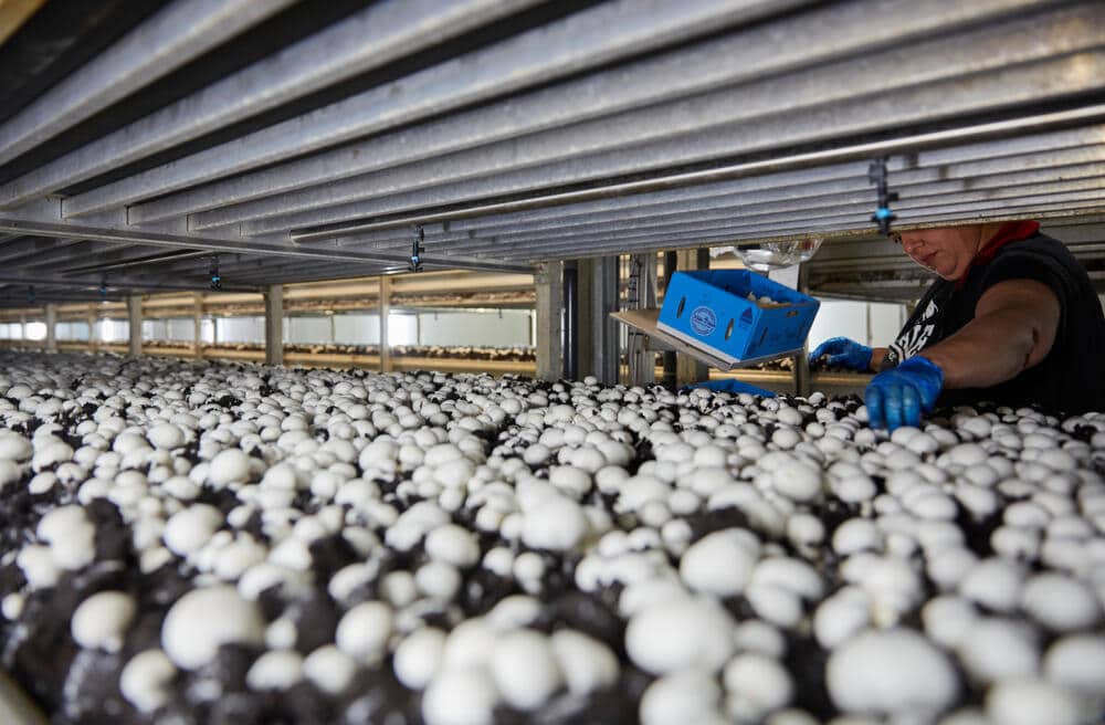 NSW's mushroom industry continues to grow